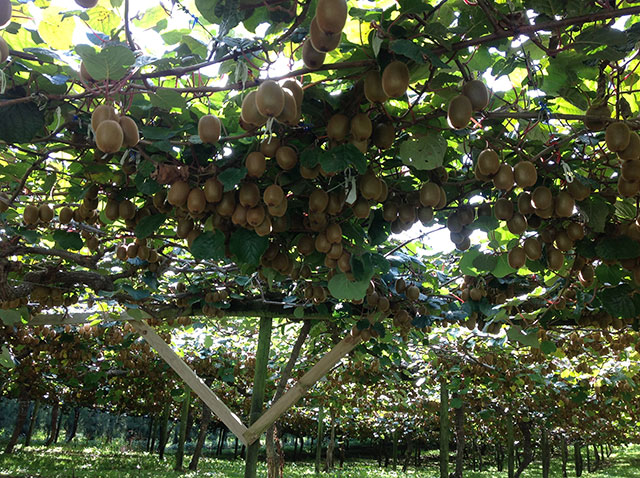 Kiwifruit-pic