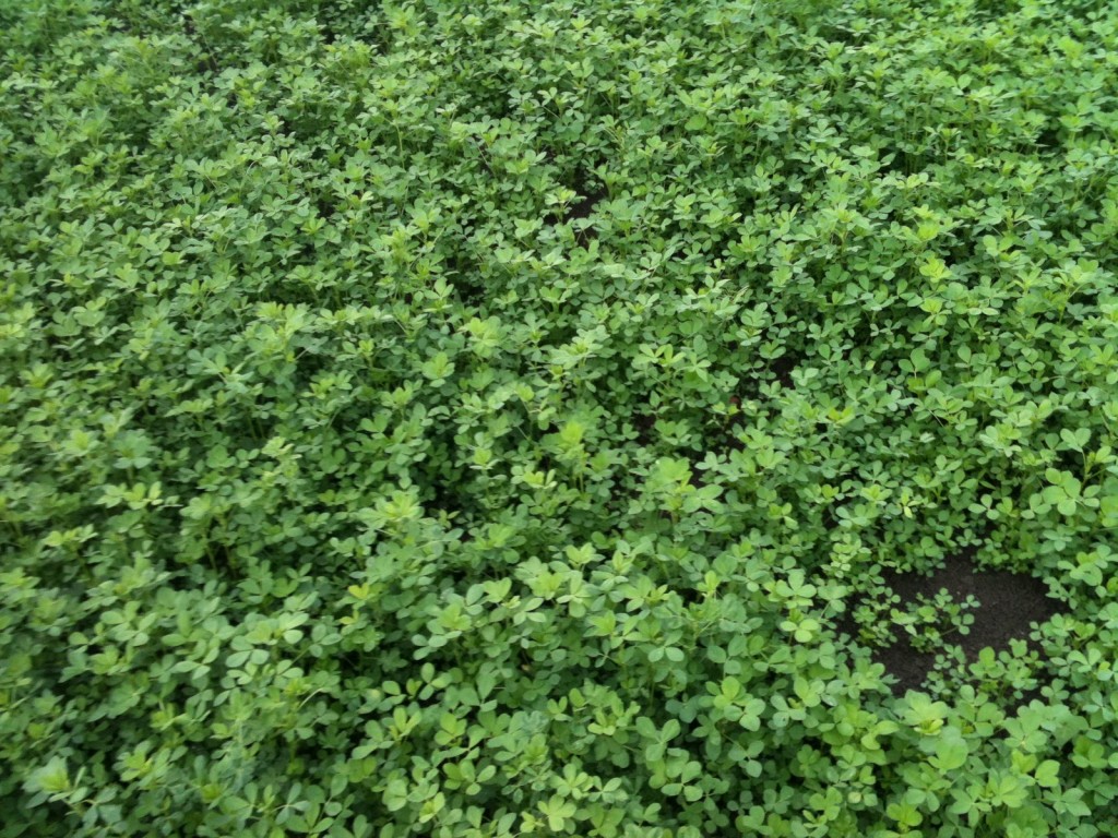 Lucerne+crop+before