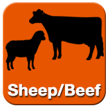 Click here for Sheep and Beef